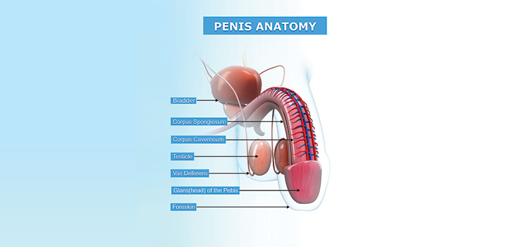 penile skin diagram